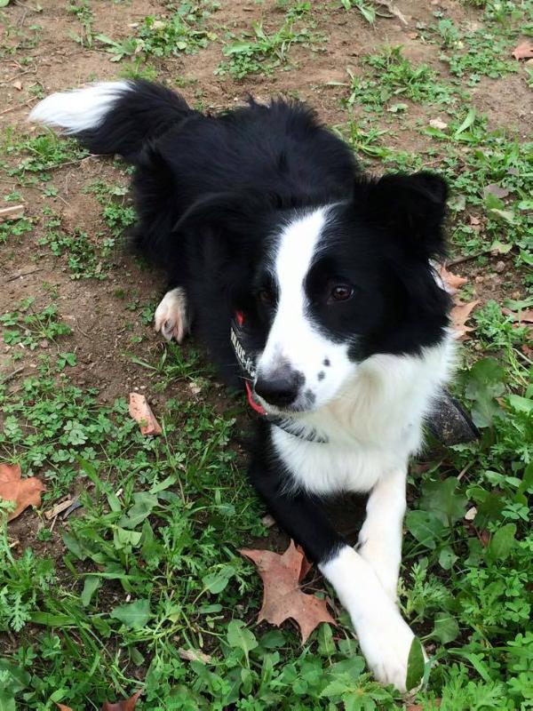 Bleu Perle Melody of Love | Border Collie 