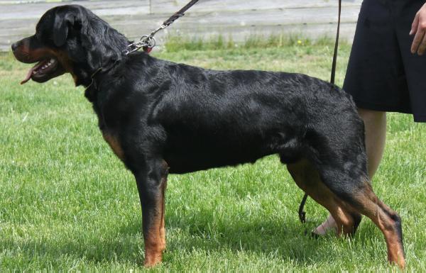 Benjamin Von Hause Slaven | Rottweiler 