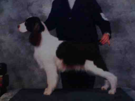 Beswin YNot Ever Present Past | English Springer Spaniel 