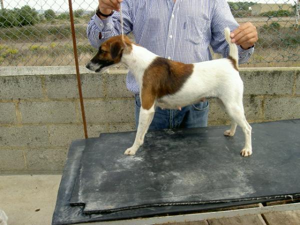 Toira Dortiga Von Haus Lusitania | Smooth Fox Terrier 