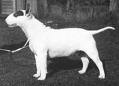 Ghabar The Admiral | Bull Terrier 