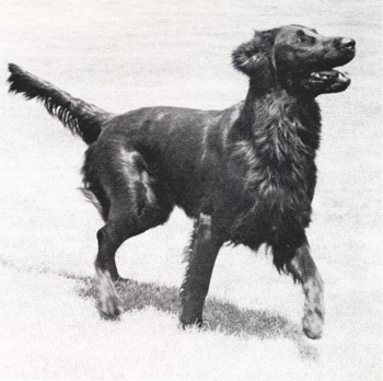 Claverdon Gossamer | Flat-Coated Retriever 