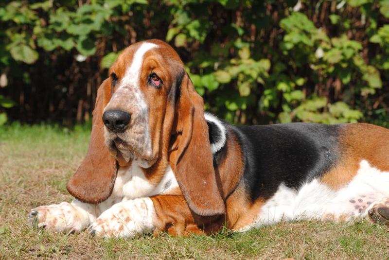 Barnside Once In A Blue Moon-Blue | Basset Hound 