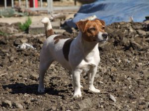 Daiquiri Polanecke Svahy | Jack Russell Terrier 