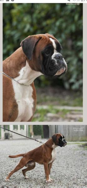 YCS DEL DUCATO DI PARMA | Boxer 