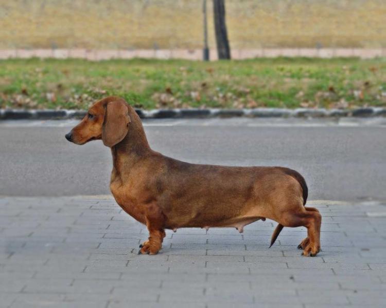 Galuska Diva Noire | Dachshund 