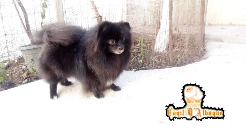 D'Albuque Love Black | Pomeranian 