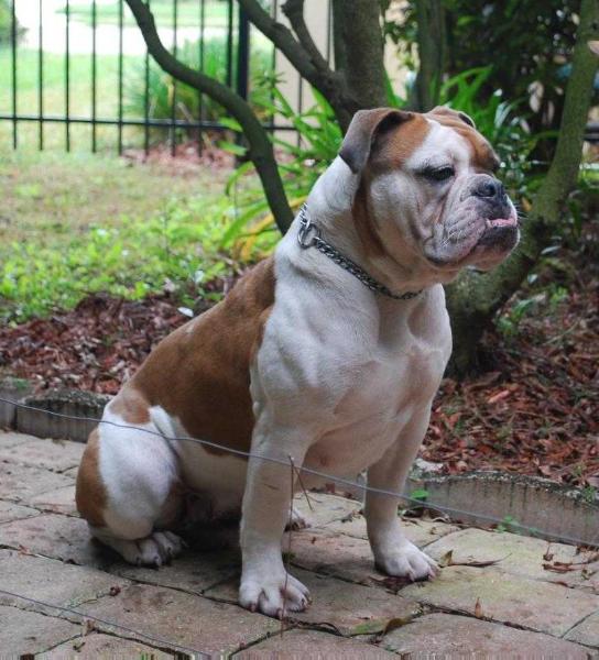 Heavy Hitters Eleanor | Olde English Bulldogge 