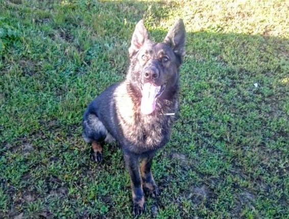 Ares vom Felsenschloß | German Shepherd Dog 