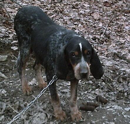 Vaughns Blue Shady Lady | Bluetick Coonhound 