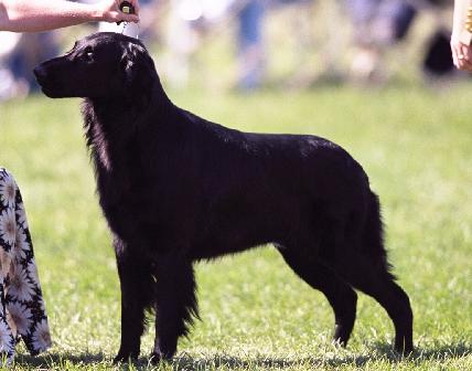 Bertschire BadBad LeroyBrown | Flat-Coated Retriever 