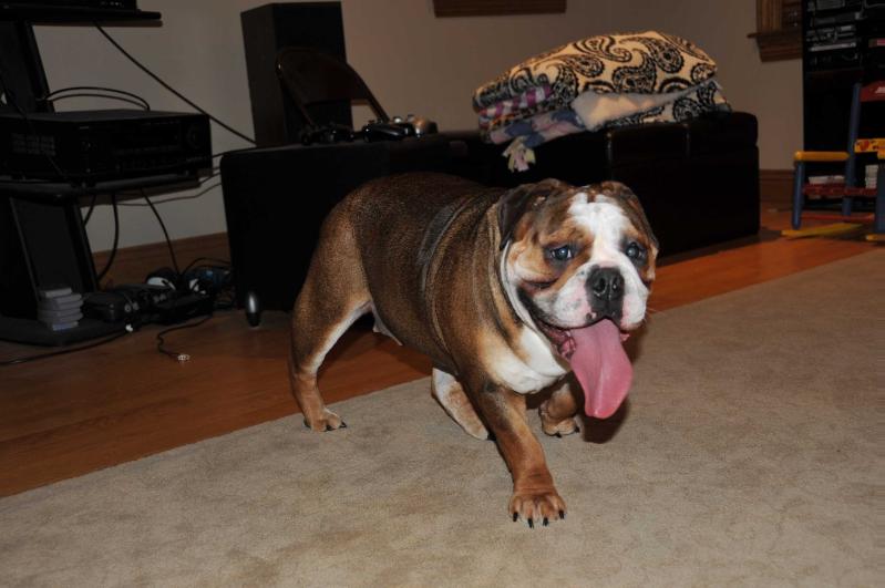 Pelto's Murphy | Olde English Bulldogge 