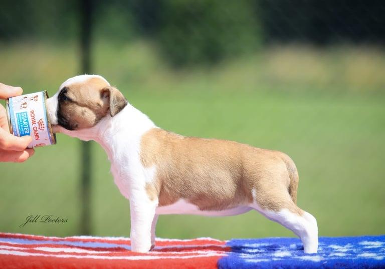 Nine to Five UR a Strider | American Staffordshire Terrier 