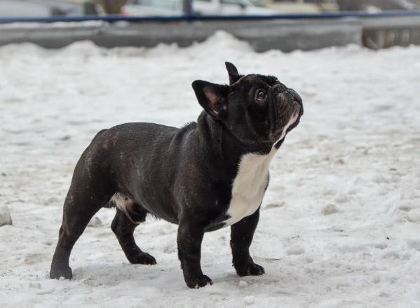 GIGOLO SKY BULLY ROYAL CLUB | French Bulldog 