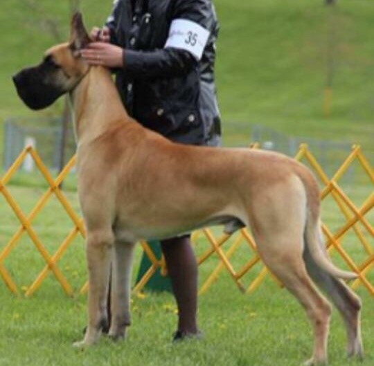 MoreDane's Y Not Me At Topaz | Great Dane 