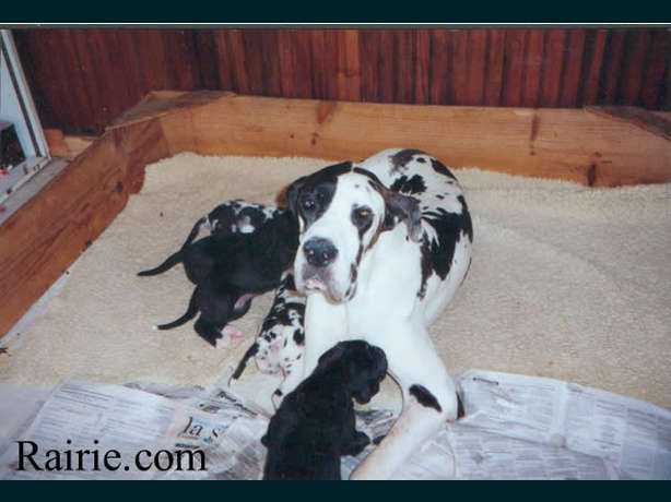 Laurada du Doguin de la Nive | Great Dane 