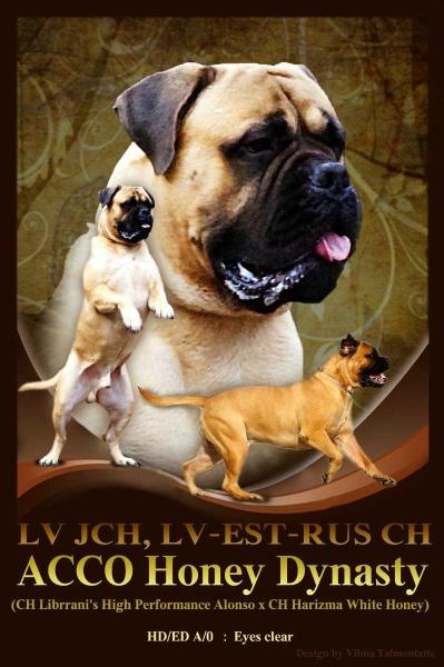 Acco Honey Dynasty | Bullmastiff 