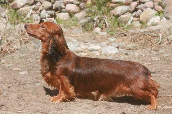 Tomjantin Needles 'n' Pins | Dachshund 