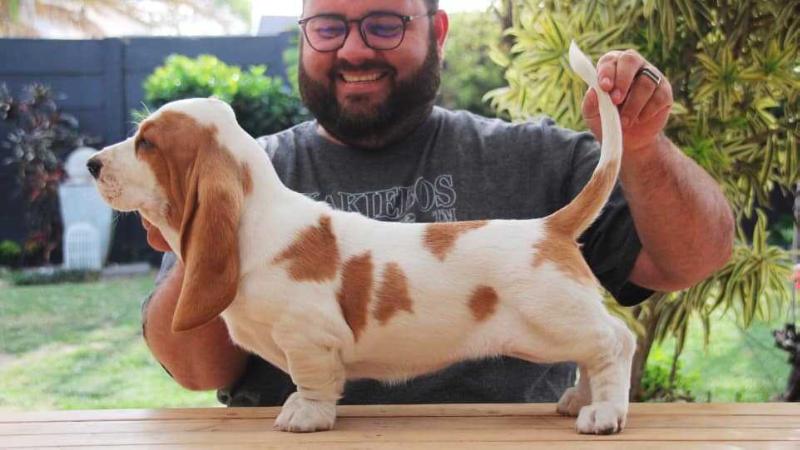 Bassefied Gertie | Basset Hound 