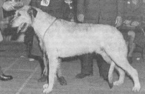 Colin of Nendrum | Irish Wolfhound 