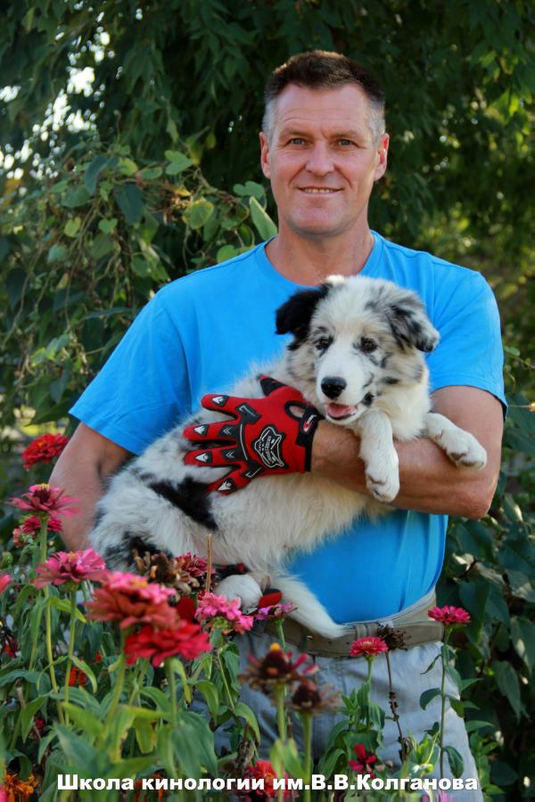 Single blue boy z cernobilych | Border Collie 