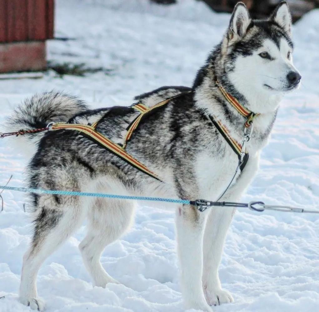 Kannanaqs Shooting star | Alaskan Malamute 