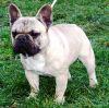 Bag-Dadi Zorro "Balu" | French Bulldog 