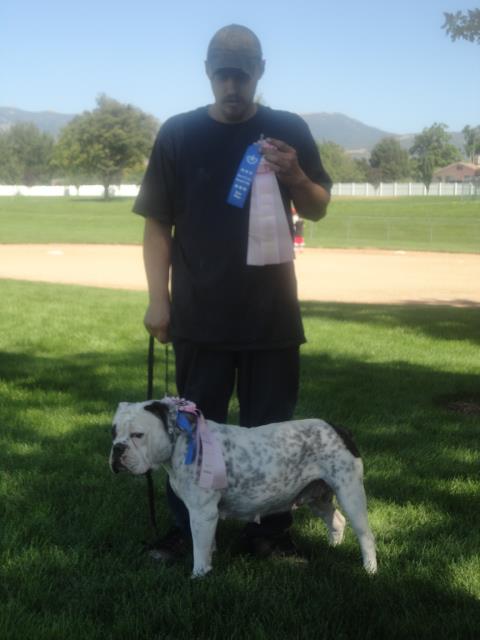 Iron Horse Bullys Isis of Ramblin Bulldogges | Olde English Bulldogge 