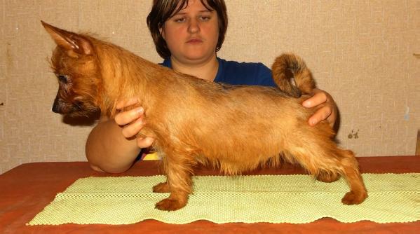YakoGor RIZHAYA BESTIYA | Australian Terrier 