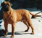 Jessie Off The Keepers Nightdog | Bullmastiff 