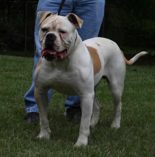 Red Oaks Dick The Bruiser | American Bulldog 