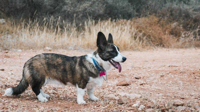 Disney Angels of Wales | Cardigan Welsh Corgi 