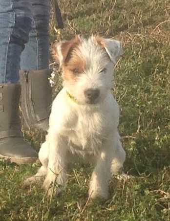 NBW's Bloody Mary | Jack Russell Terrier 