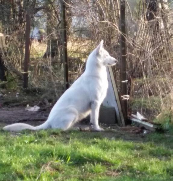 Nice To Meet You Nina Of Jackie's Pearls | White Swiss Shepherd Dog 