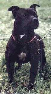 Sunstaffs Miriam Makeba | Staffordshire Bull Terrier 