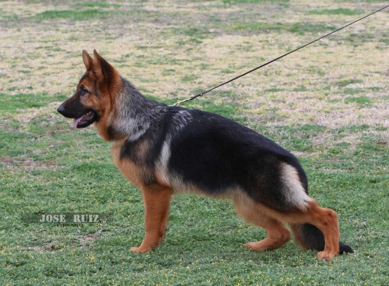 Euphoria De La Hundra Fiel | German Shepherd Dog 