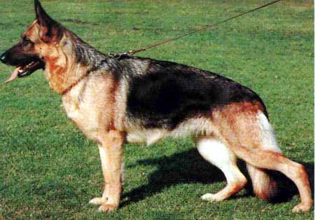 Tannie vom Trienzbachtal | German Shepherd Dog 