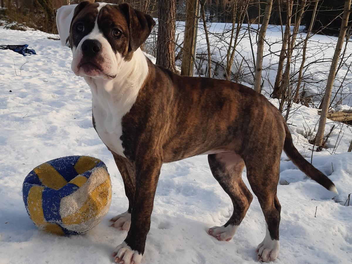 Havellandbulls Jackie | American Bulldog 