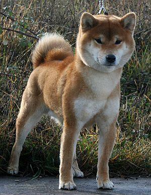 Hitorq's Simply Extravagant | Shiba Inu 