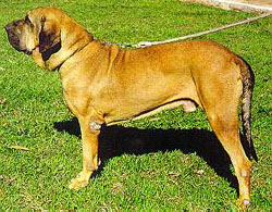 Vulcao do Amparo | Fila Brasileiro 