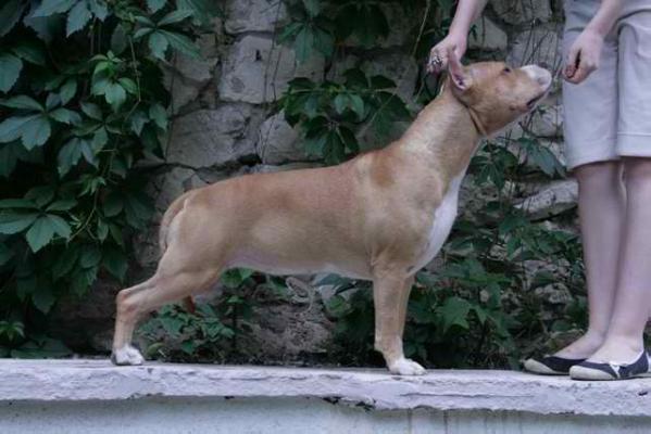 Zheltaya Rhapsody Dolce Vita | American Staffordshire Terrier 
