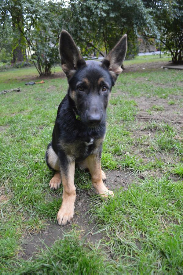 Ziva 'Adelaide' Von Reine Stolz | German Shepherd Dog 