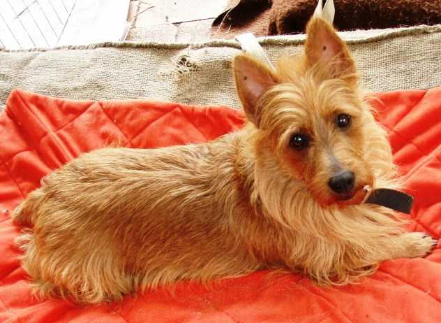 Enomis Lady Bonnie | Australian Terrier 