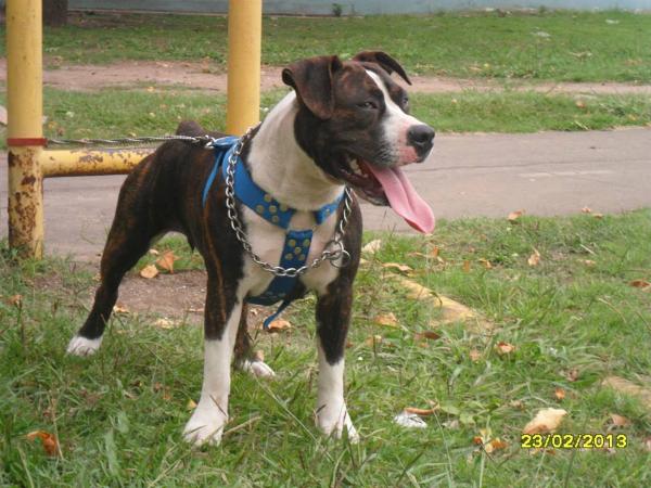 Sasha NW | American Pit Bull Terrier 