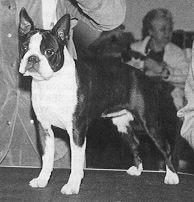 ML's Irish Rose | Boston Terrier 