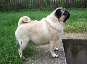 Didiel andes licanray chilena | Pug 