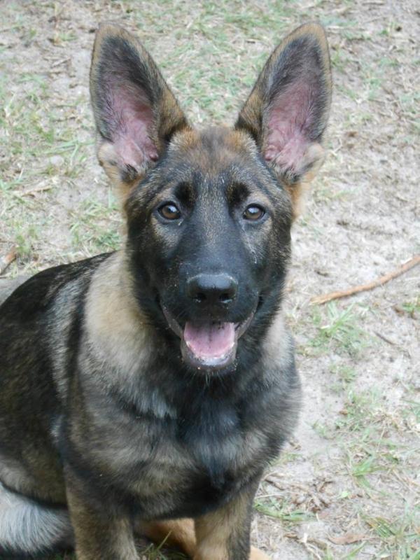 Elizee vom Hochheimer Stein | German Shepherd Dog 