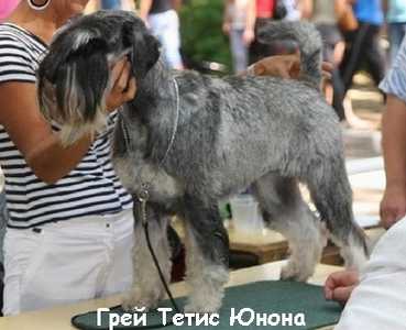 Grey Tetis Junona | Standard Schnauzer 