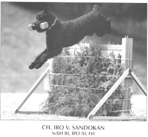 Iro von Sandokan | Giant Schnauzer 