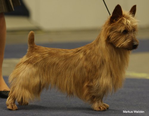 Silhill Tufty with Sherex | Australian Terrier 